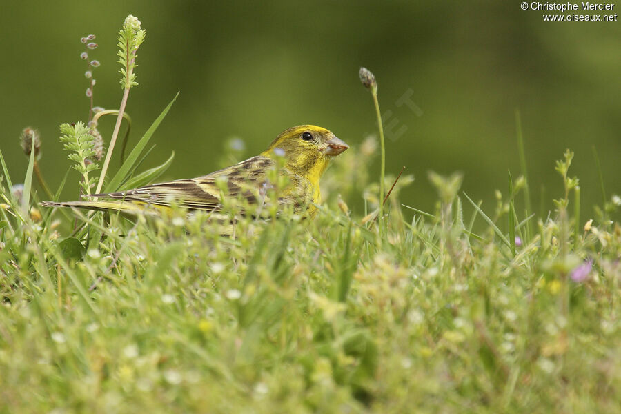 European Serin