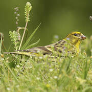 European Serin