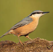 Eurasian Nuthatch