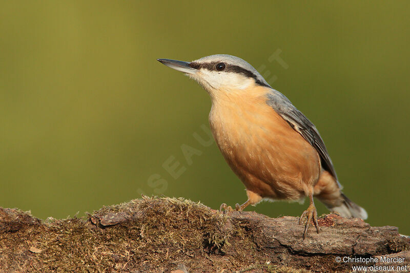 Eurasian Nuthatch