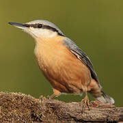 Eurasian Nuthatch