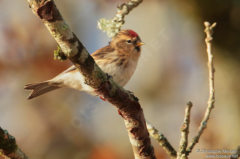 Common Redpoll