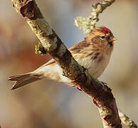 Common Redpoll