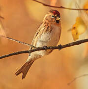 Common Redpoll