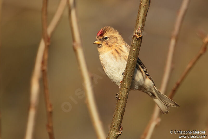 Common Redpoll