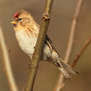 Common Redpoll