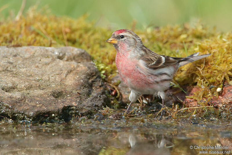 Common Redpoll