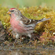 Common Redpoll