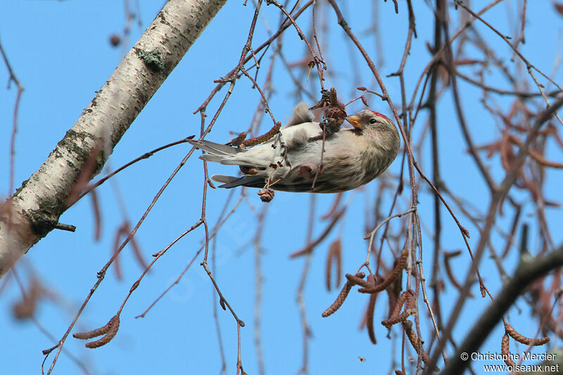 Common Redpoll