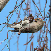 Common Redpoll