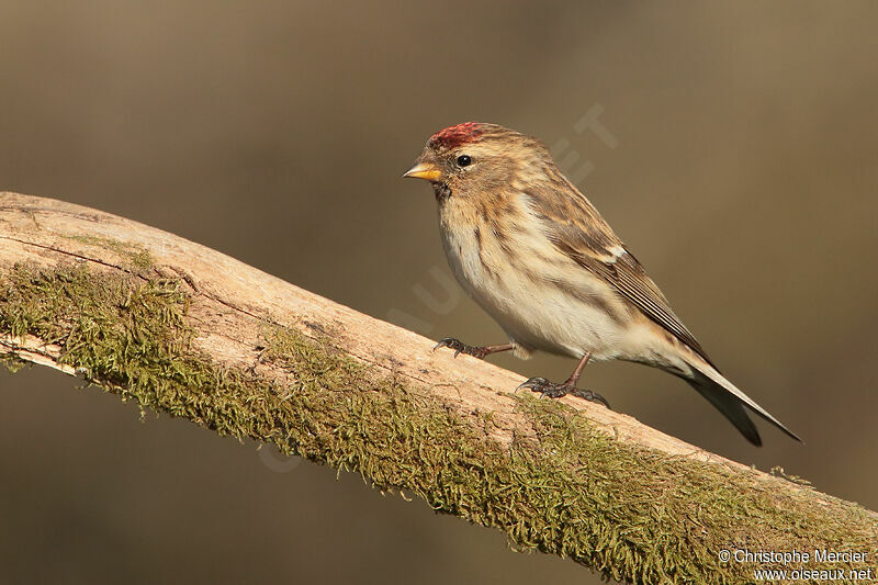 Common Redpoll