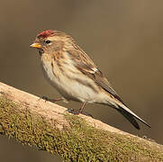 Common Redpoll