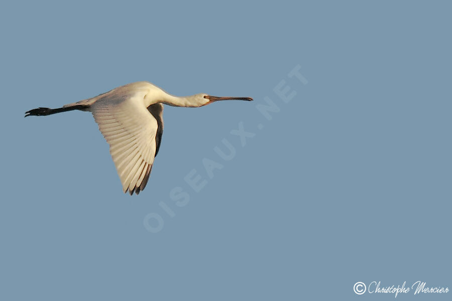 Eurasian Spoonbill