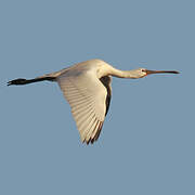 Eurasian Spoonbill