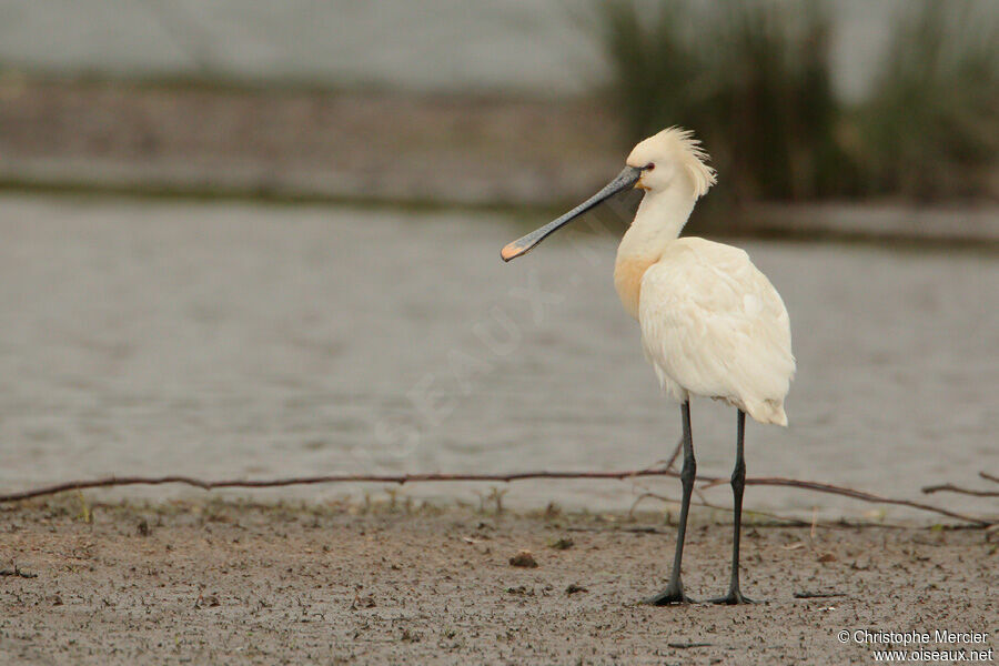 Eurasian Spoonbill