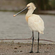 Eurasian Spoonbill