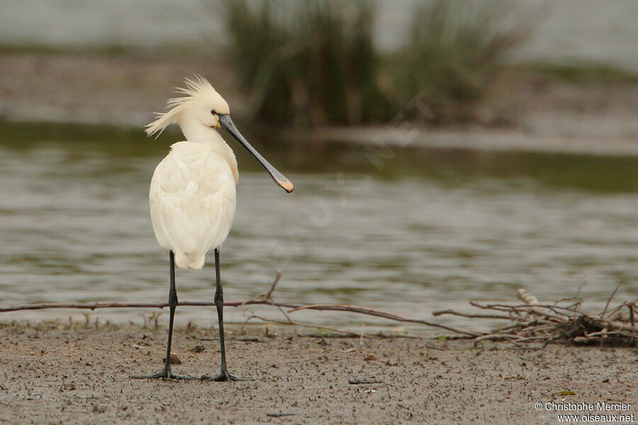 Eurasian Spoonbill