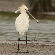 Eurasian Spoonbill