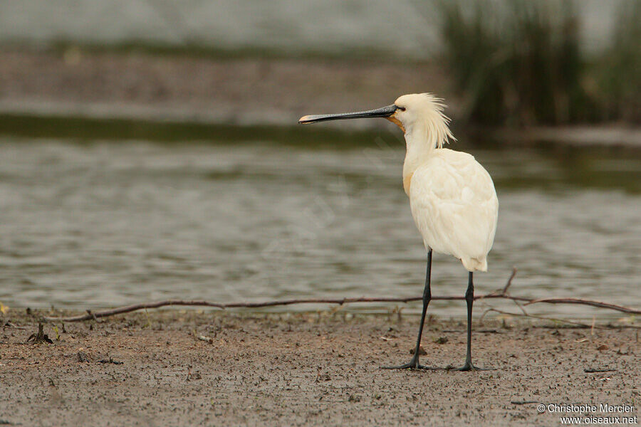 Eurasian Spoonbill