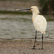 Eurasian Spoonbill