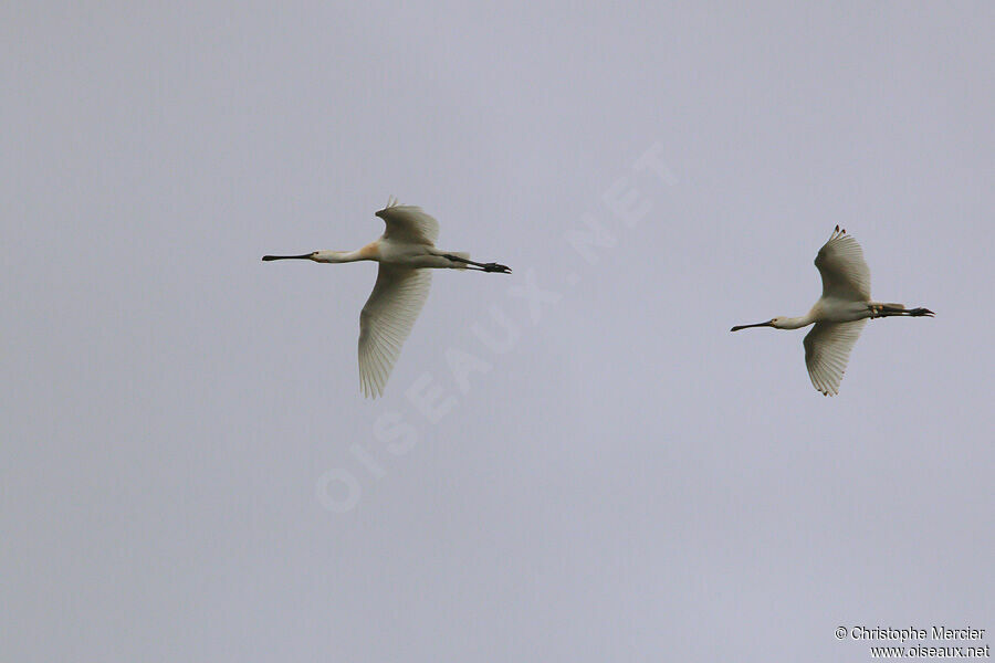 Eurasian Spoonbill