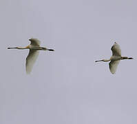 Eurasian Spoonbill