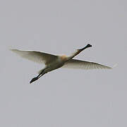 Eurasian Spoonbill