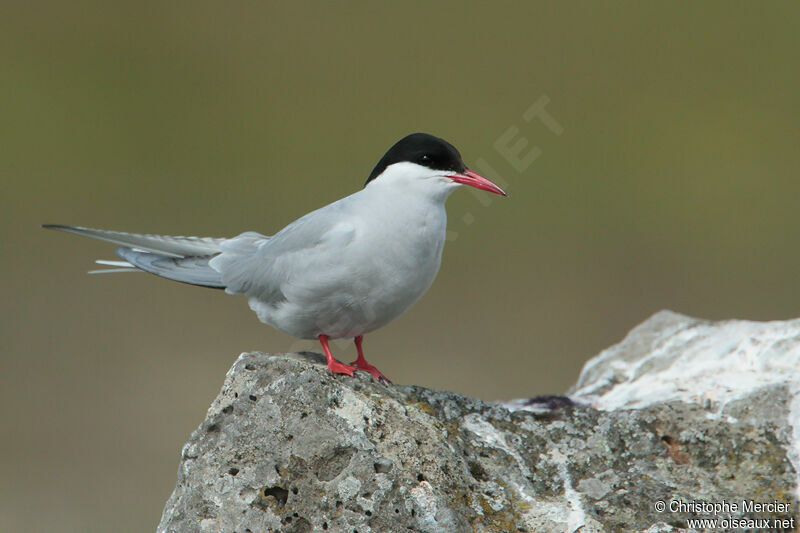 Arctic Tern