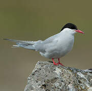 Arctic Tern