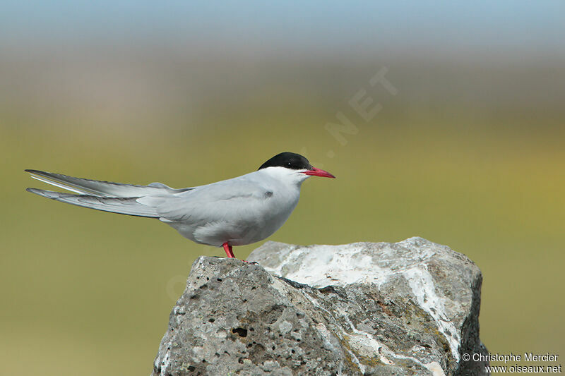 Arctic Tern