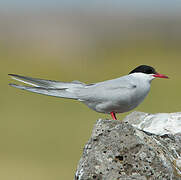 Arctic Tern