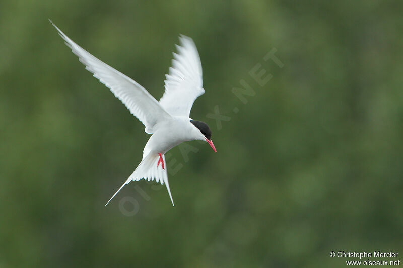 Arctic Tern