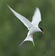 Arctic Tern