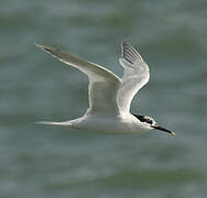 Sandwich Tern