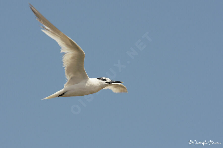 Sandwich Tern