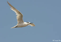 Sandwich Tern