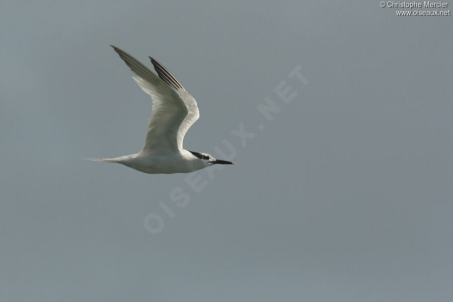 Sandwich Tern