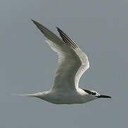 Sandwich Tern