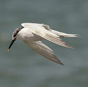 Sandwich Tern