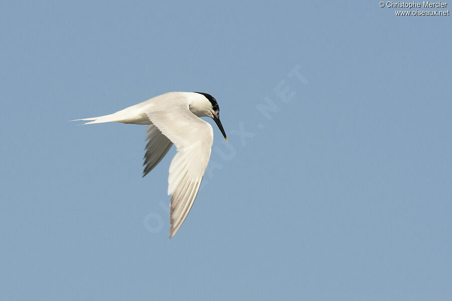 Sandwich Tern