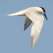 Sandwich Tern