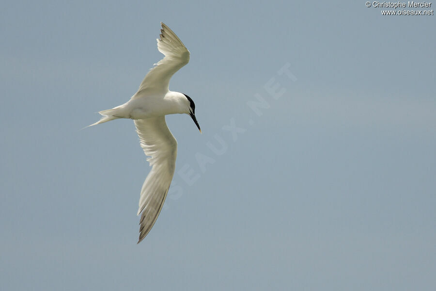 Sandwich Tern