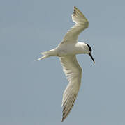 Sandwich Tern