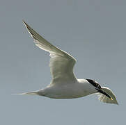 Sandwich Tern