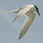 Sandwich Tern