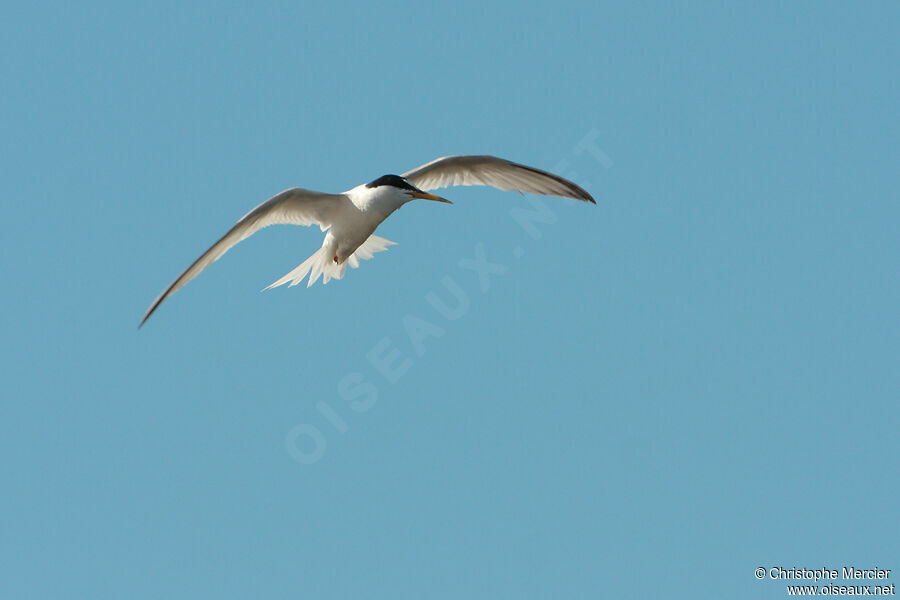 Little Tern