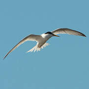 Little Tern