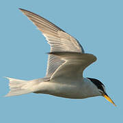 Little Tern