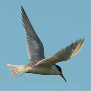 Little Tern