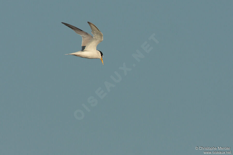 Little Tern